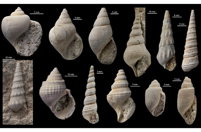 Collegamento a 200 Million Years Ago, Life Bounced Back. Gastropods Show How