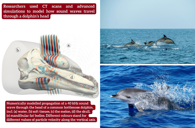 Collegamento a Ascoltare l’oceano: come i delfini orientano i suoni senza orecchie esterne